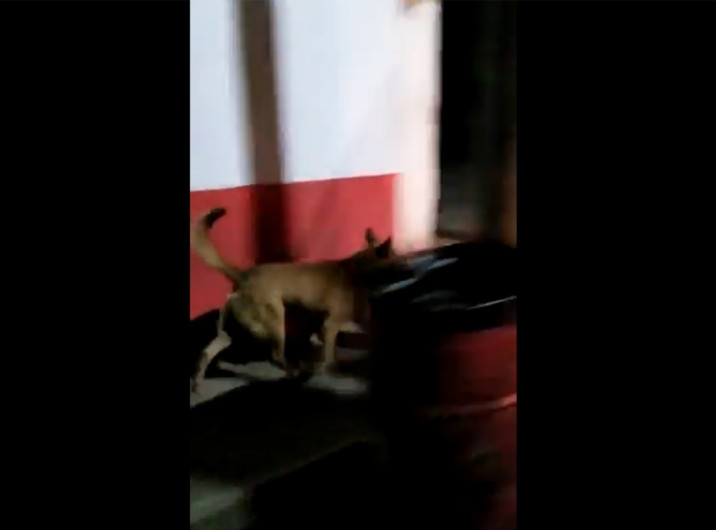 Perro pasea cargando cabeza humana y se hace viral 