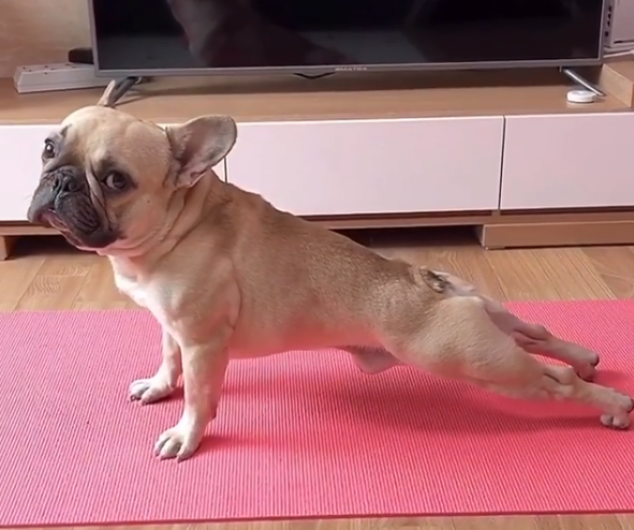 “Conozca a su instructor de yoga”