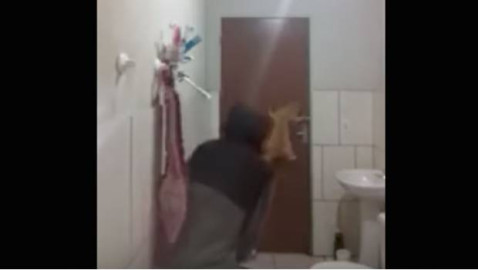 Gato se hace viral por su cobardía