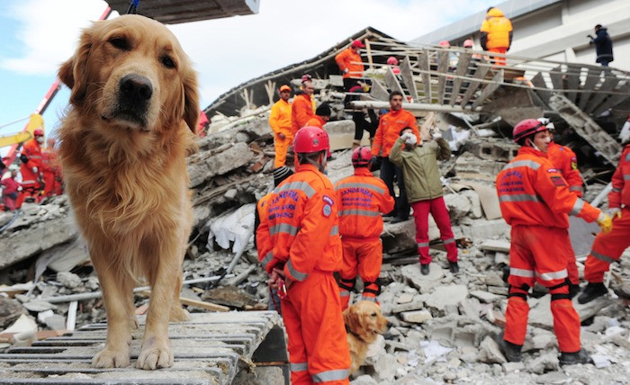 Perros rescatistas a la busqueda de sobrevivientes