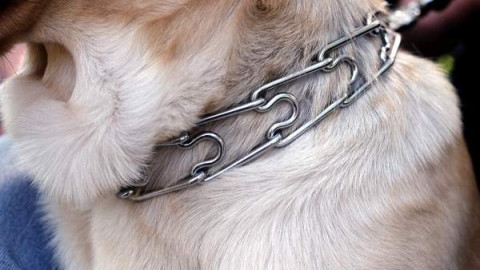 Fallece un hombre de 87 años  en Asturias tras ser atacado por seis perros