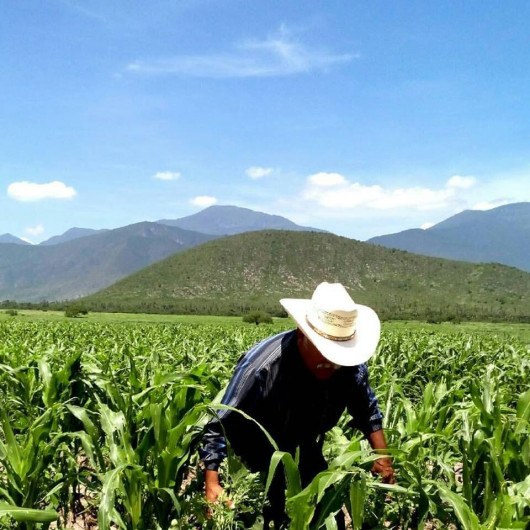 Ante posibles recortes en el campo, GobTam seguirá gestionando recursos