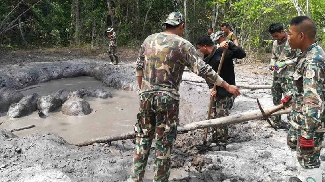 Rescatan crías de elefantes en Tailandia