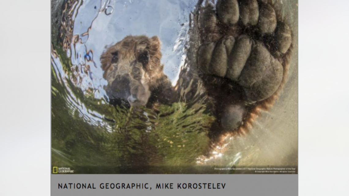 Conoce a los ganadores del NatGeo Nature 2017