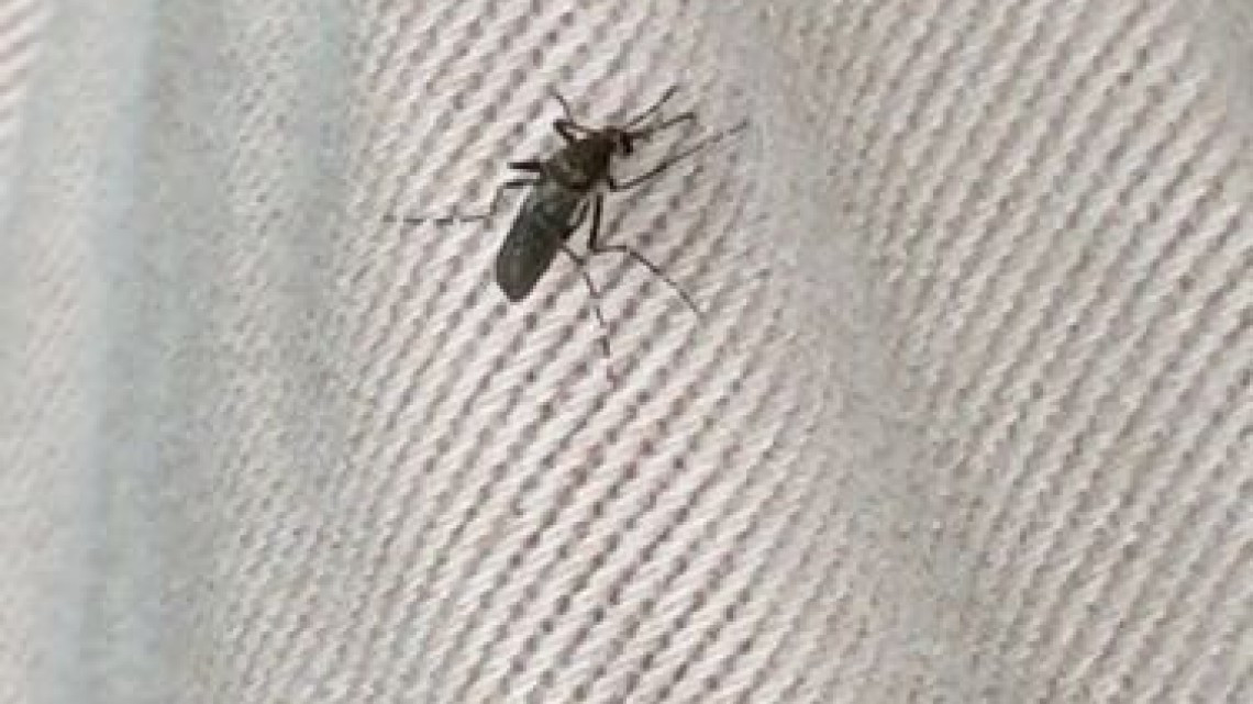 Municipio se suma a la lucha contra mosco transmisor de enfermedades.