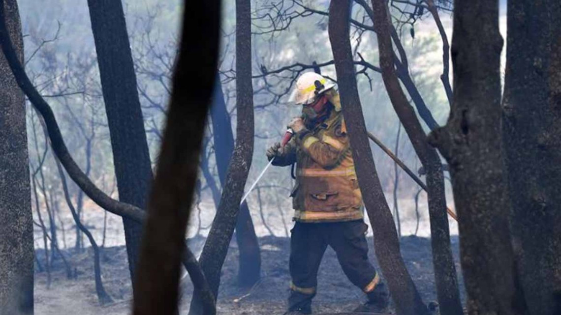 Al menos un 1.000 millón de animales muertos por incendios en Australia