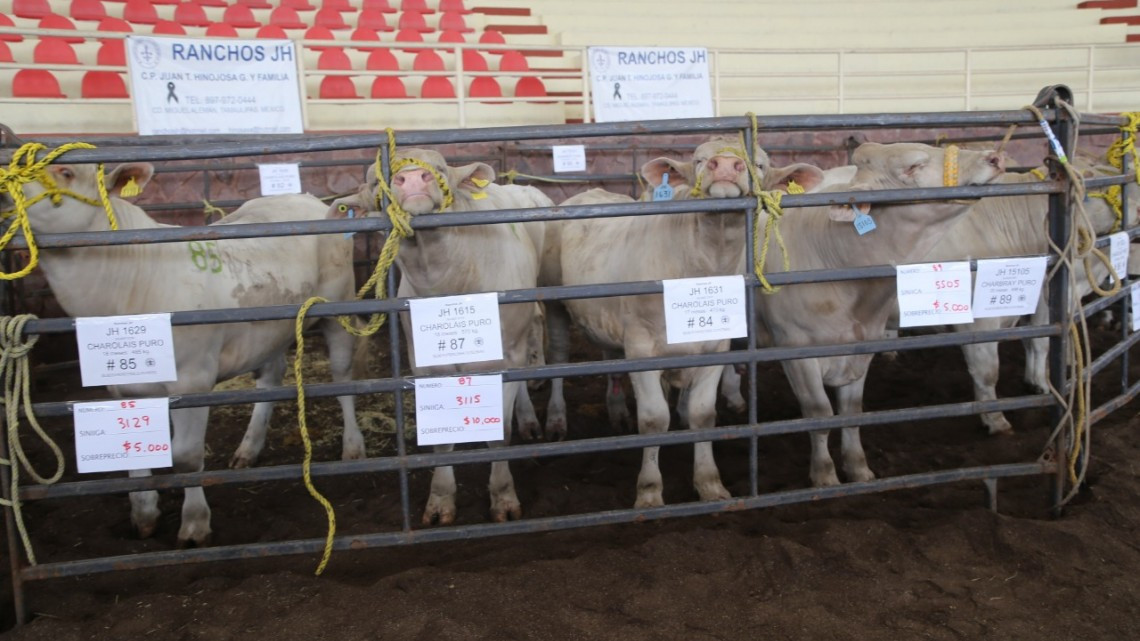 Asisten ganaderos a 'Programa de Mejoramiento Genético Tam 2017'