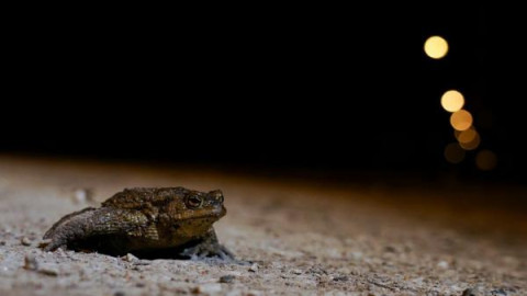 Detienen tráfico en Estonia por tránsito de ranas y sapos