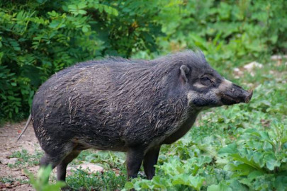 Jabalí mata de una mordida a su cazador
