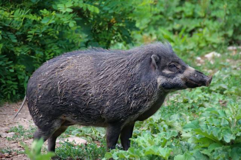 Jabalí mata de una mordida a su cazador