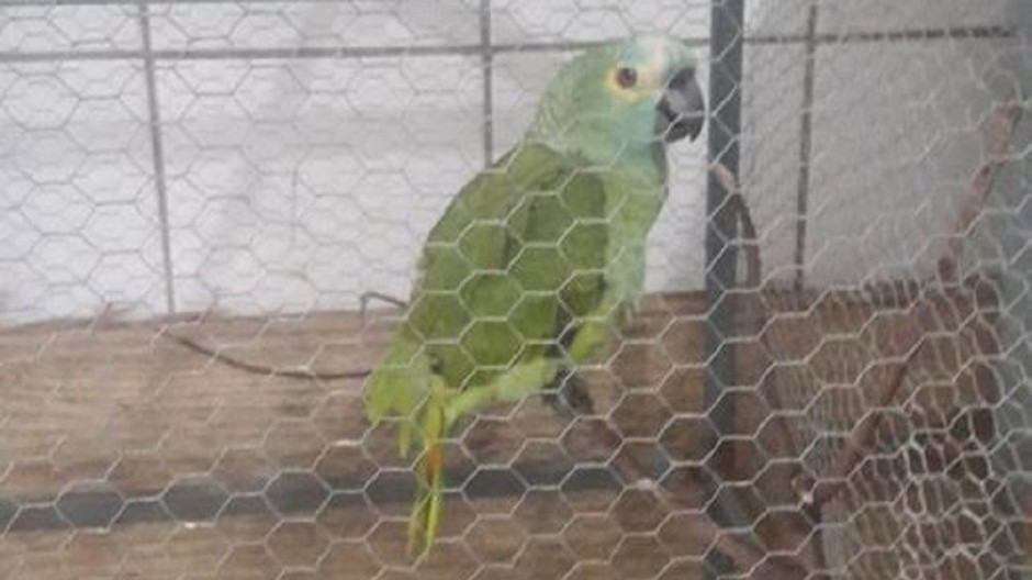 Loro en Brasil alertaba a narcotraficantes de la policía