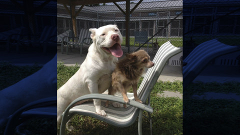 Estudio revela que chihuahuas son más agresivos que los pitbulls 