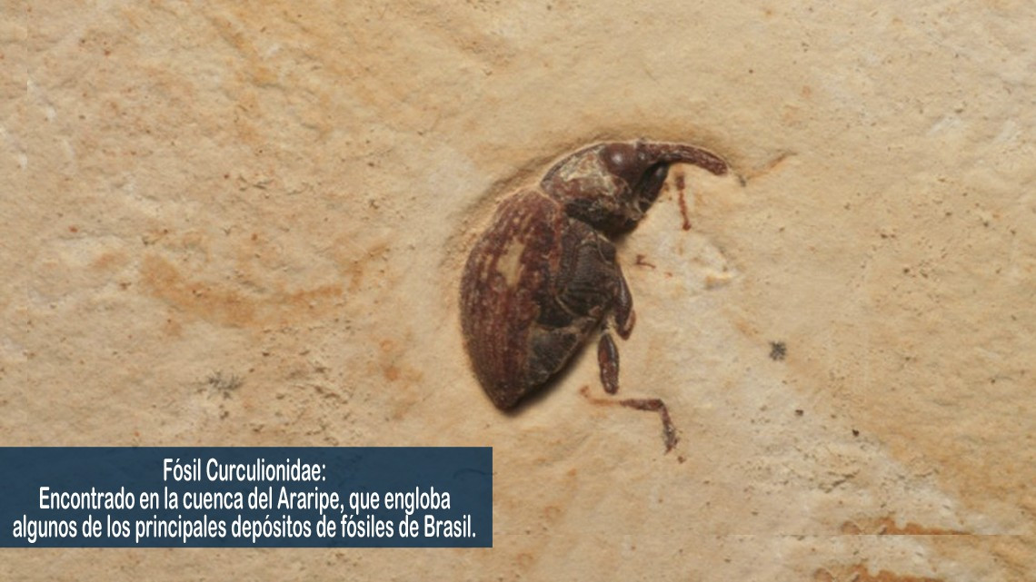 Las tesoros perdidos tras el incendio en el Museo Nacional de Brasil