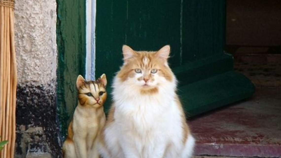 Este gatito cumplió ¡30 años!