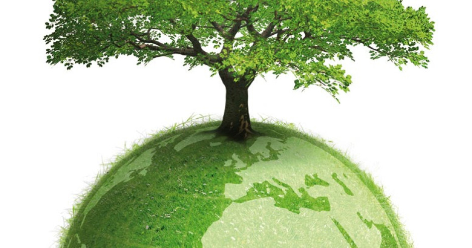 Hoy se celebra el “Día internacional del árbol”