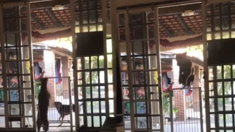 Perrito brasileño salta puerta de un metro