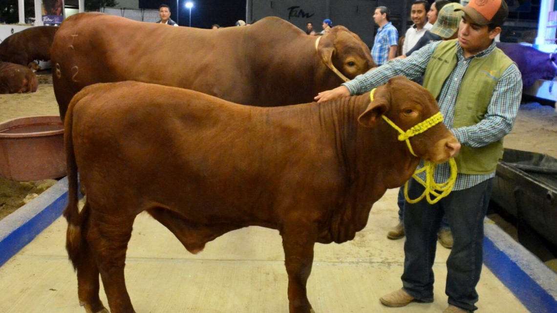 Presentan Primera Muestra Nacional de Beefmaster en Feria Tamaulipas 2017