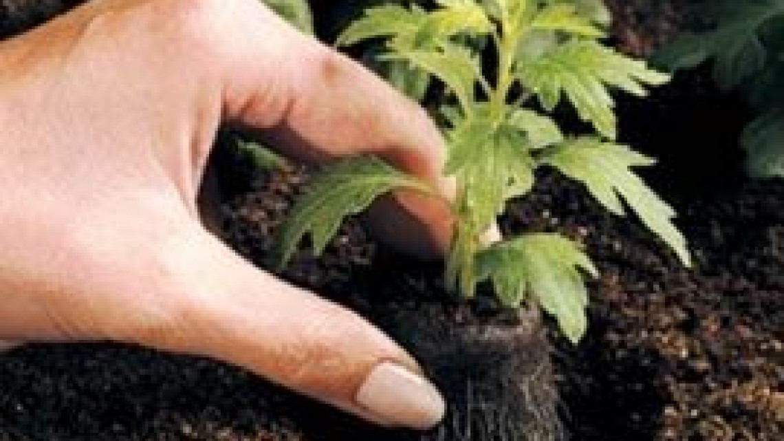 Siembran árboles y recuperan áreas verdes en Altamira