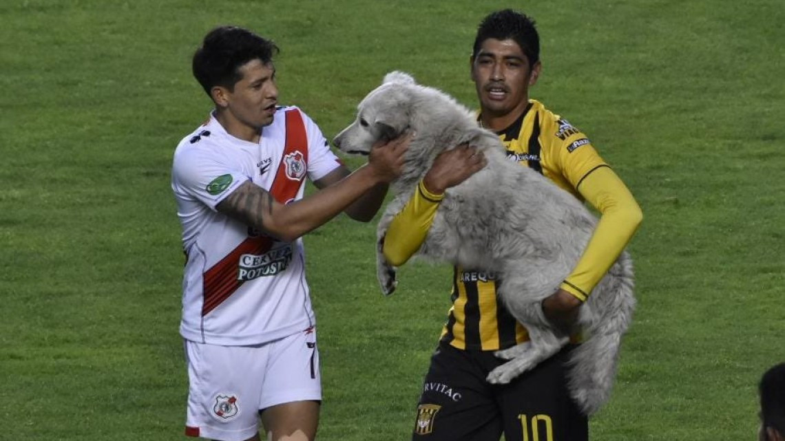Perrito que interrumpió partido de fútbol fue adoptado