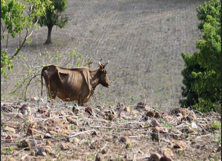 Alrededor de 160 mil pesos en perdidas por sequías