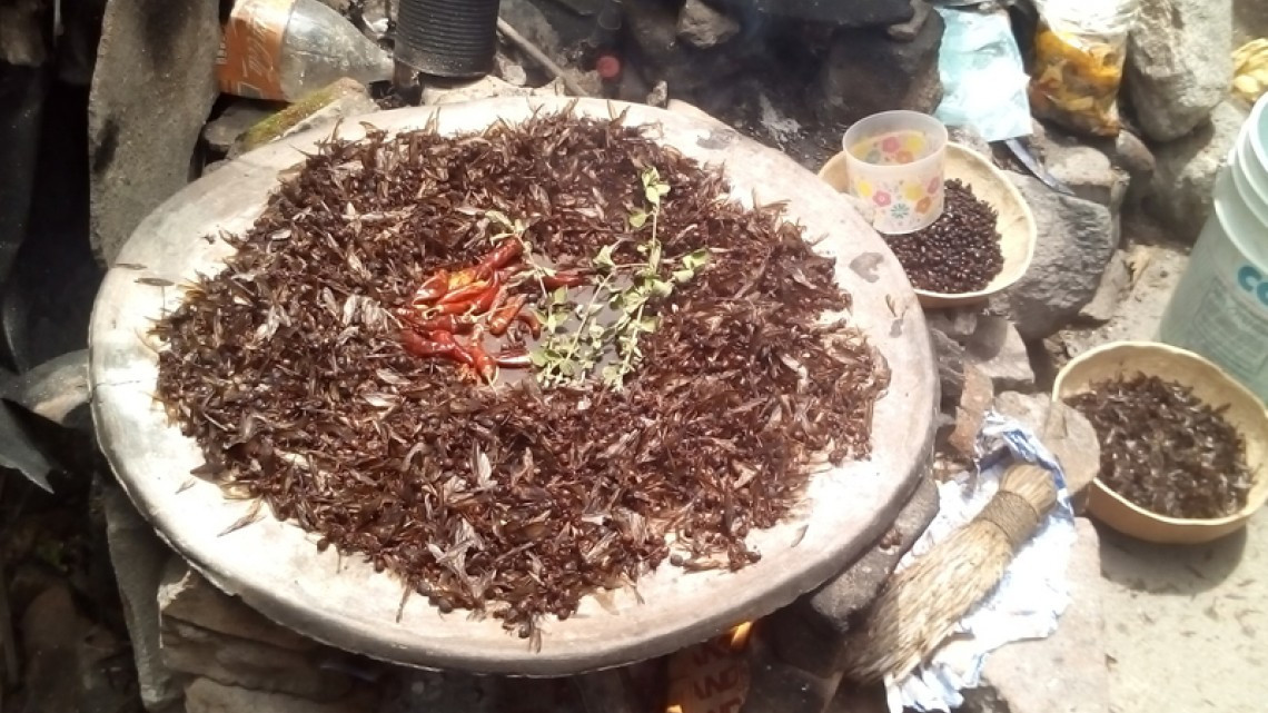 Las hormigas “chicatanas”, el manjar oaxaqueño más caro de temporada