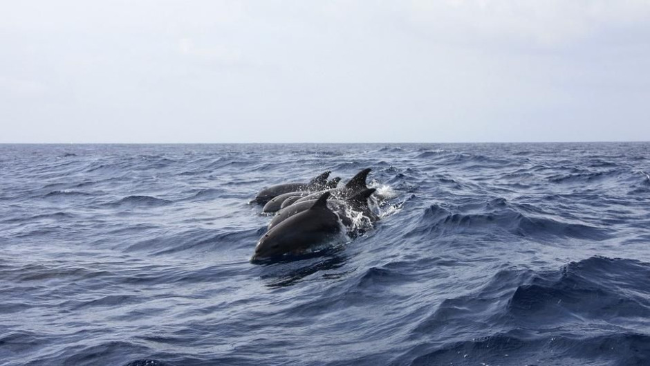 Prohíbe Canadá captura y cría de delfines y ballenas 