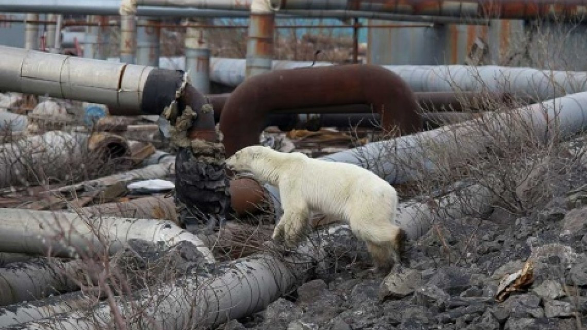Hallan oso polar hambriento en una ciudad de Rusia