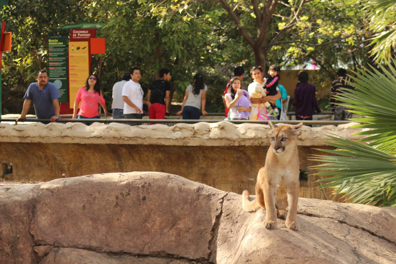 “Zooabuelos” son educadores perfectos en Tamatán
