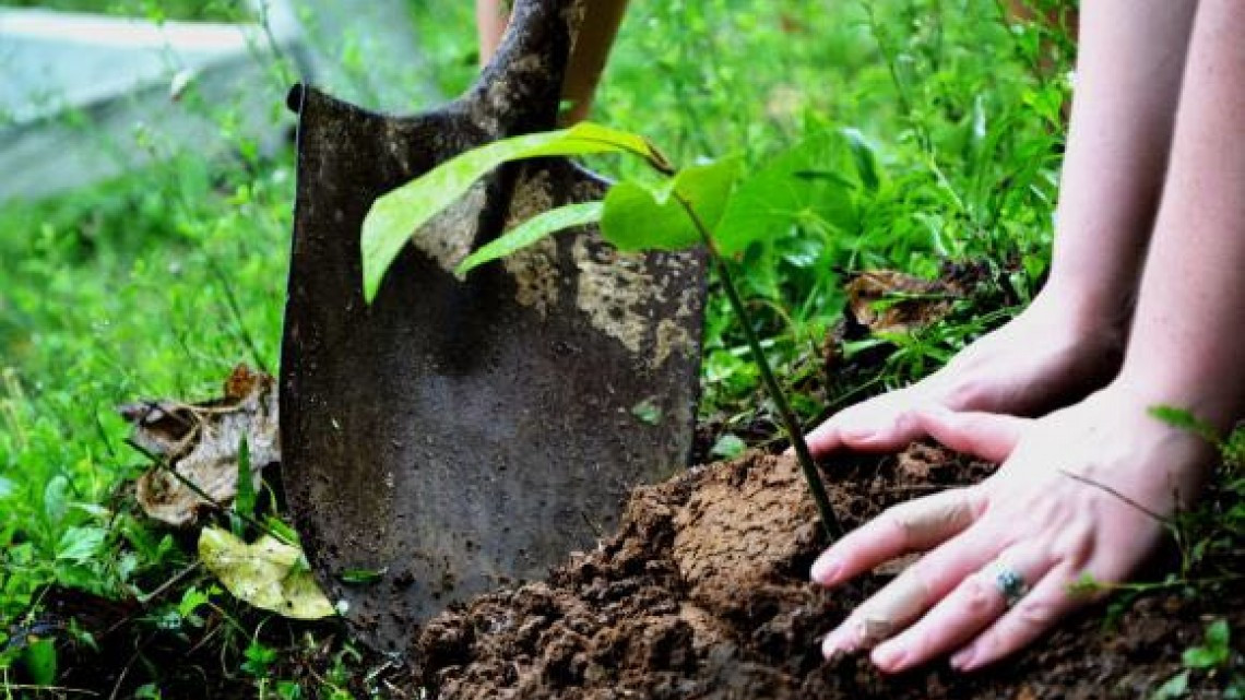 Siembran árboles y recuperan áreas verdes en Altamira