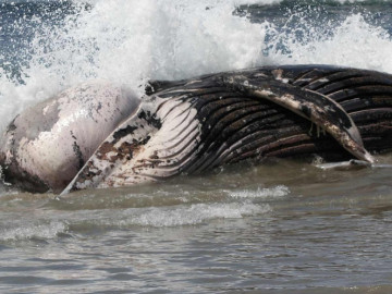 Muere ballena rescatada en 2011, en Florida