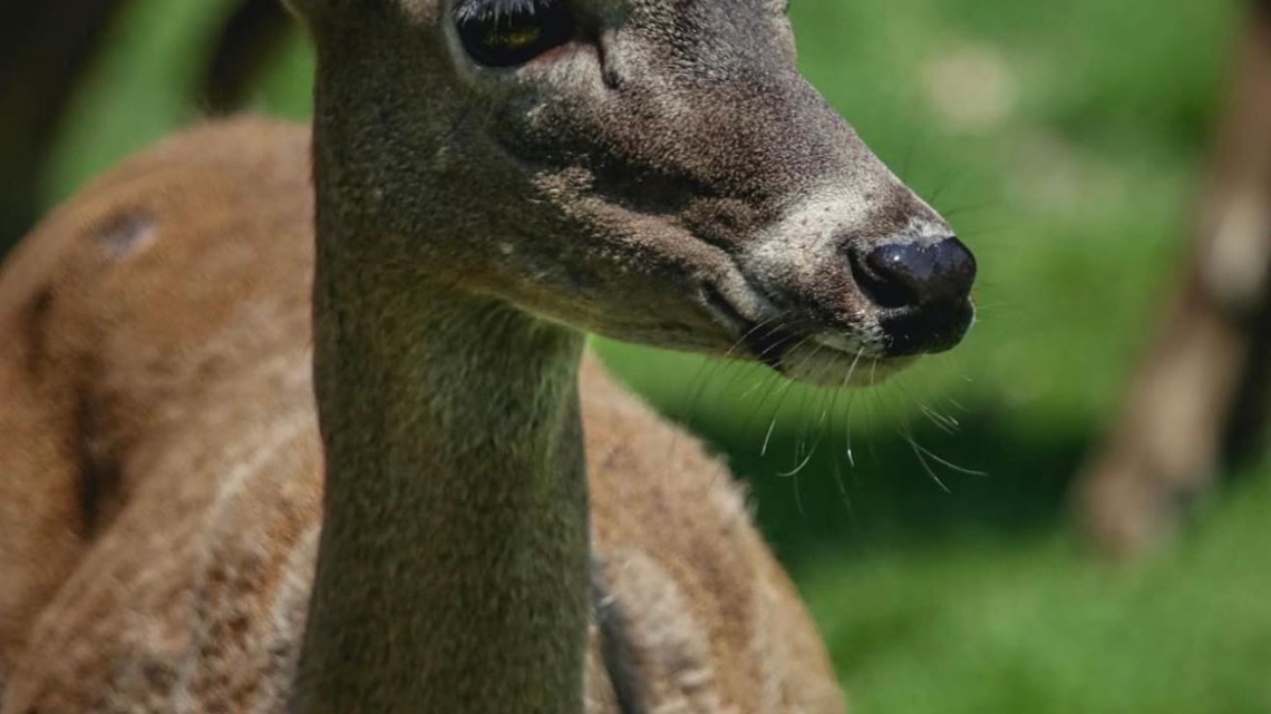 Crece la familia Tamatán; hay 25 nuevos huéspedes