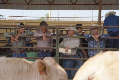 Impulsa Carmen Lilia a ganaderos con programa de mejoramiento genético