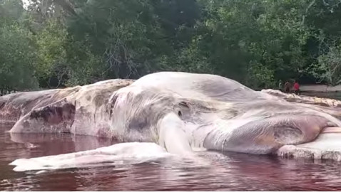 Hallan restos de un misterioso animal en Indonesia