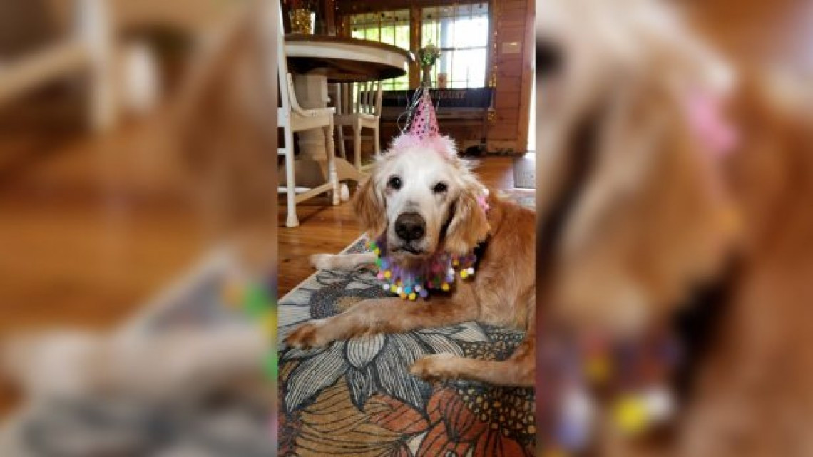 August, la perrita golden retriever más vieja de la historia