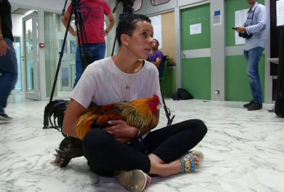 Gallo en Francia gana juicio y podrá seguir cantando en su casa