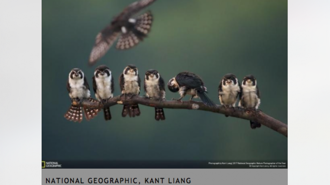 Conoce a los ganadores del NatGeo Nature 2017