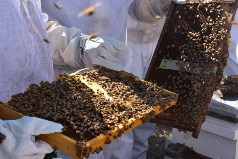 Impulsa Gobierno de Tamaulipas el relevo generacional en la apicultura