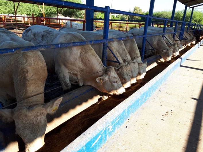 Concluye la Prueba de Evaluación Genética Tam 2018