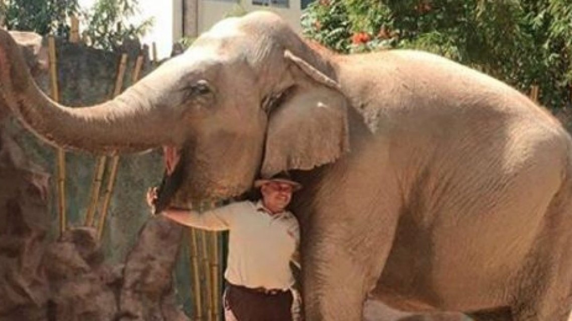 Elefanta festeja sus 57 años con pastel de 105 kg