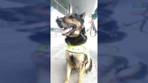 'Sombra', la perra antinarcóticos perseguida por un cártel colombiano 