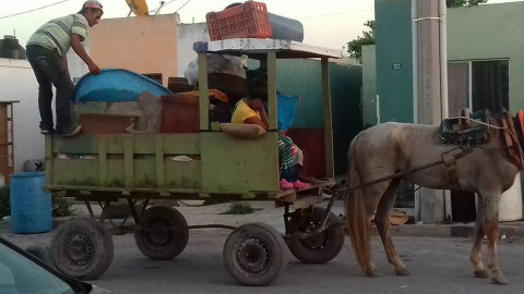Hace llamado regidora a cuidar los caballos 
