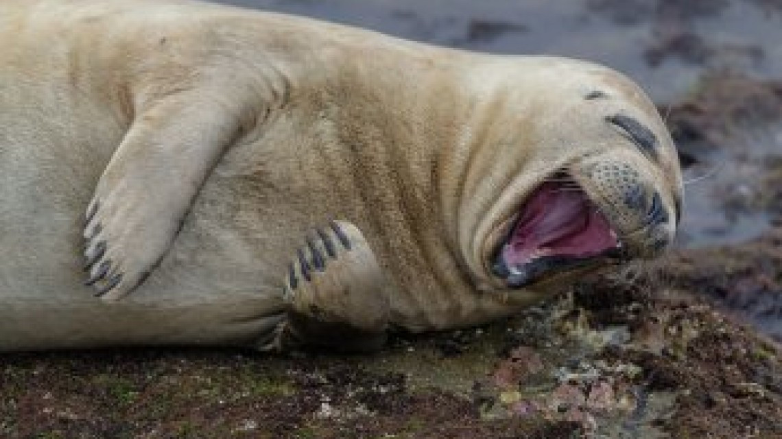 Animales como nunca los habías visto 