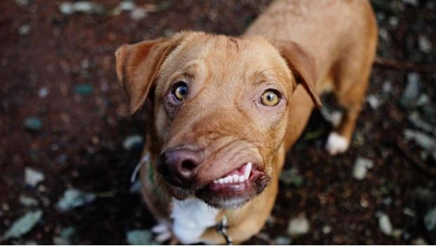 La conmovedora historia de Picasso