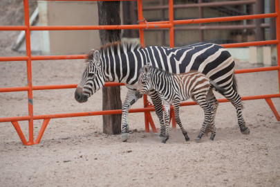 Nace cría de cebra en el zoológico y acuario de Nuevo Laredo