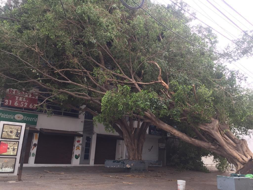 Fuertes rachas de viento provocan caída de una docena de árboles en Victoria