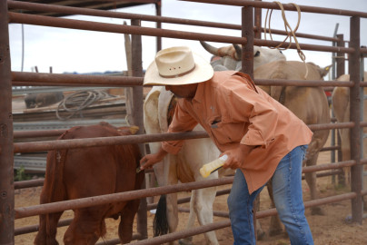 Gobierno Municipal apoya a pequeños productores con vacunacion de Ivermectina para su ganado 