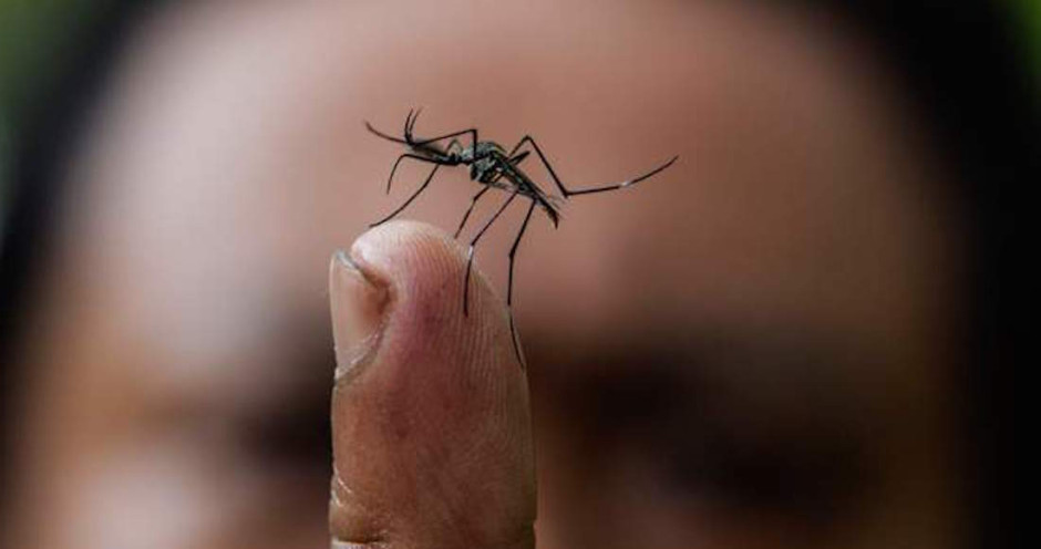 EU liberará mosquitos con bacteria para erradicar enfermedades