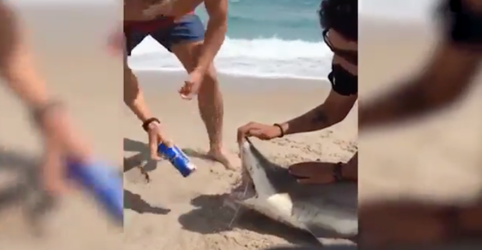 Jóvenes usan a tiburón para destapar cervezas 