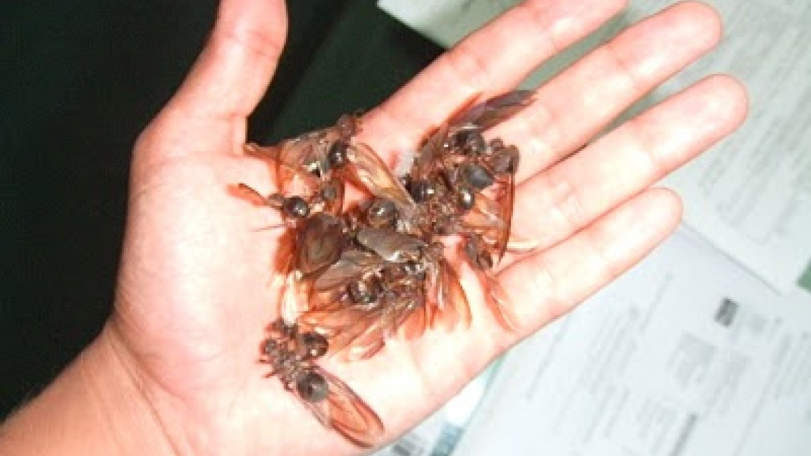 Las hormigas “chicatanas”, el manjar oaxaqueño más caro de temporada