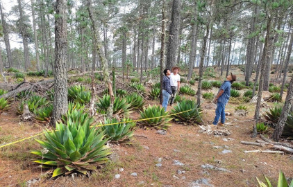 Busca la UAT preservar la genética de especies de maguey 